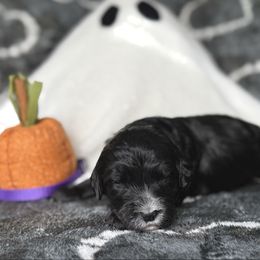 Caroline - Black and white female Sheepadoodle puppy in Thornville, Ohio from Four Front Doodles & Friends