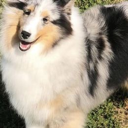 Shetland Sheepdog All Grown Up from Acclaim Shelties