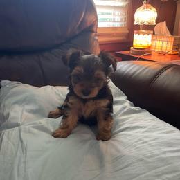 Brown fsce - Black and tan male Yorkshire Terrier puppy in Shawnee, Kansas from Shay’s Yorkies