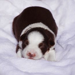 Miniature Australian Shepherd Puppies from Infinity Aussies