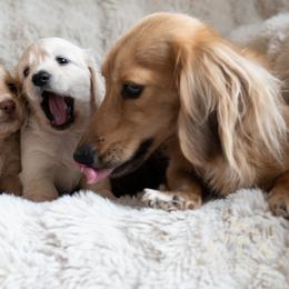 Dachshund Puppies from CTX Doxies