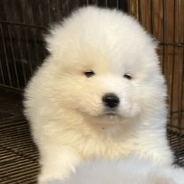 Samoyed Puppies from O’blako Samoyeds