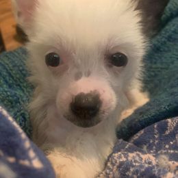 Chinese Crested Puppies from DeBahTrio Chinese Cresteds