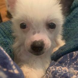 Chinese Crested Puppies from DeBahTrio Chinese Cresteds