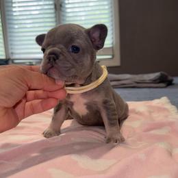 White - Blue female French Bulldog puppy in Bolingbrook, Illinois from Flores Frenchies