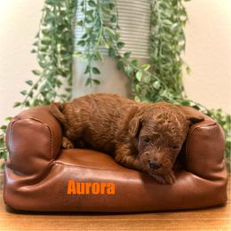 Aurora (Orange collar) - Red  female Poodle puppy in Ramona, Florida from Premier Poodle