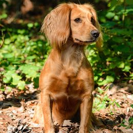 English Cocker Spaniel and Pointer All Grown Up from Foxrun Gundogs