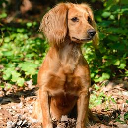 English Cocker Spaniel and Pointer All Grown Up from Foxrun Gundogs