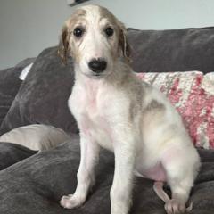 Orange collar - Silver brindle Borzoi puppy in Texas from Houston Borzoi