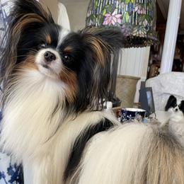Papillon All Grown Up from Inspire Papillon