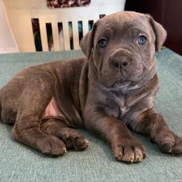 Fluorescent yellow - Gray brindle female Cane Corso puppy in Briggs, Texas from Capital City Corso’s