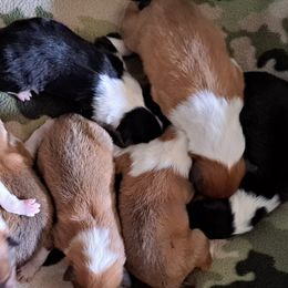 Collie puppies from Boorman Mountain Kennel