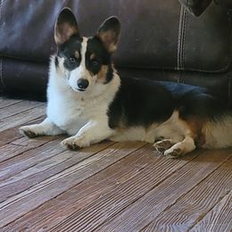 Pembroke Welsh Corgi All Grown Up from Donna Prevost