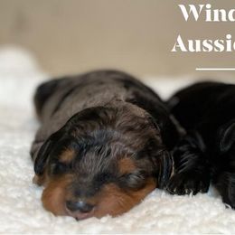 Aussiedoodle and Miniature Australian Shepherd Puppies from Windy Hills Mini Aussies & Doodles