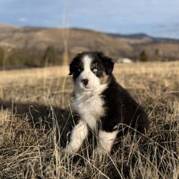 Australian Shepherd Puppies from DeVos Australian Shepherds