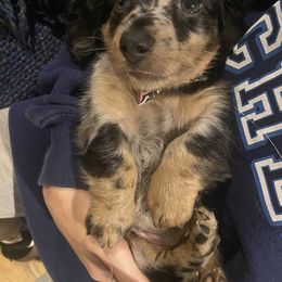 Dachshund Puppies from Yellowstone Dachshunds