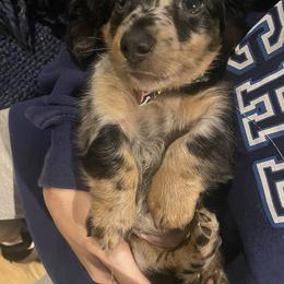 Dachshund Puppies from Yellowstone Dachshunds