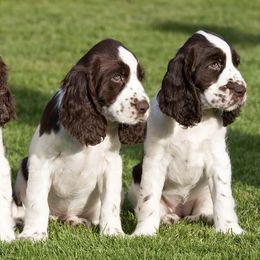 English Springer Spaniels from Angel English Springer Spaniels