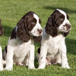 English Springer Spaniels from Angel English Springer Spaniels