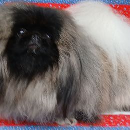 JACKPOT - Pekingese
