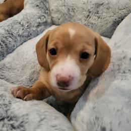 Emma - Red female Dachshund puppy in Kingsport, Tennessee from Little Long & Lovely Dachshunds