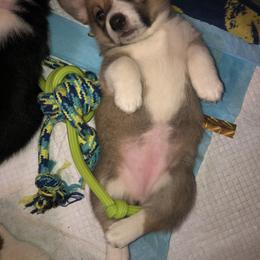 Pembroke Welsh Corgi Puppies from Naomi’s Corgis