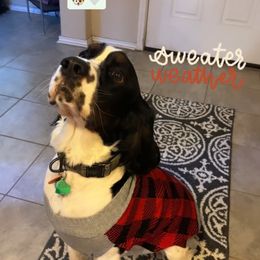 English Springer Spaniel Puppies from South Texas Springers