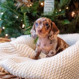 Dachshund Puppies from Poplar Ridge Dachshunds