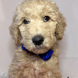 Blue Collar Boy - Cream Goldendoodle puppy in Richmond, Virginia from Kessi Doodles