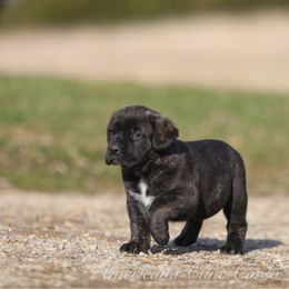 Juno - Black brindle female Cane Corso puppy in Cable, Ohio from Americana Cane Corso