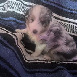 Spud - White blue merle male Shetland Sheepdog puppy in Neeley, Idaho from Bloxham Blue Shelties and Corgis
