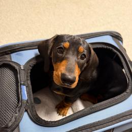 Dachshund puppies from Anna’s Mini Doxies