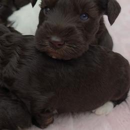 Suki - Liver female Miniature Schnauzer puppy in Panama City, Florida from Emerald Coast Schnauzers