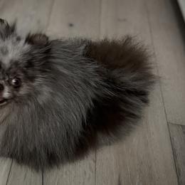 Maltipoos and Pomeranians from The Queens Doggies