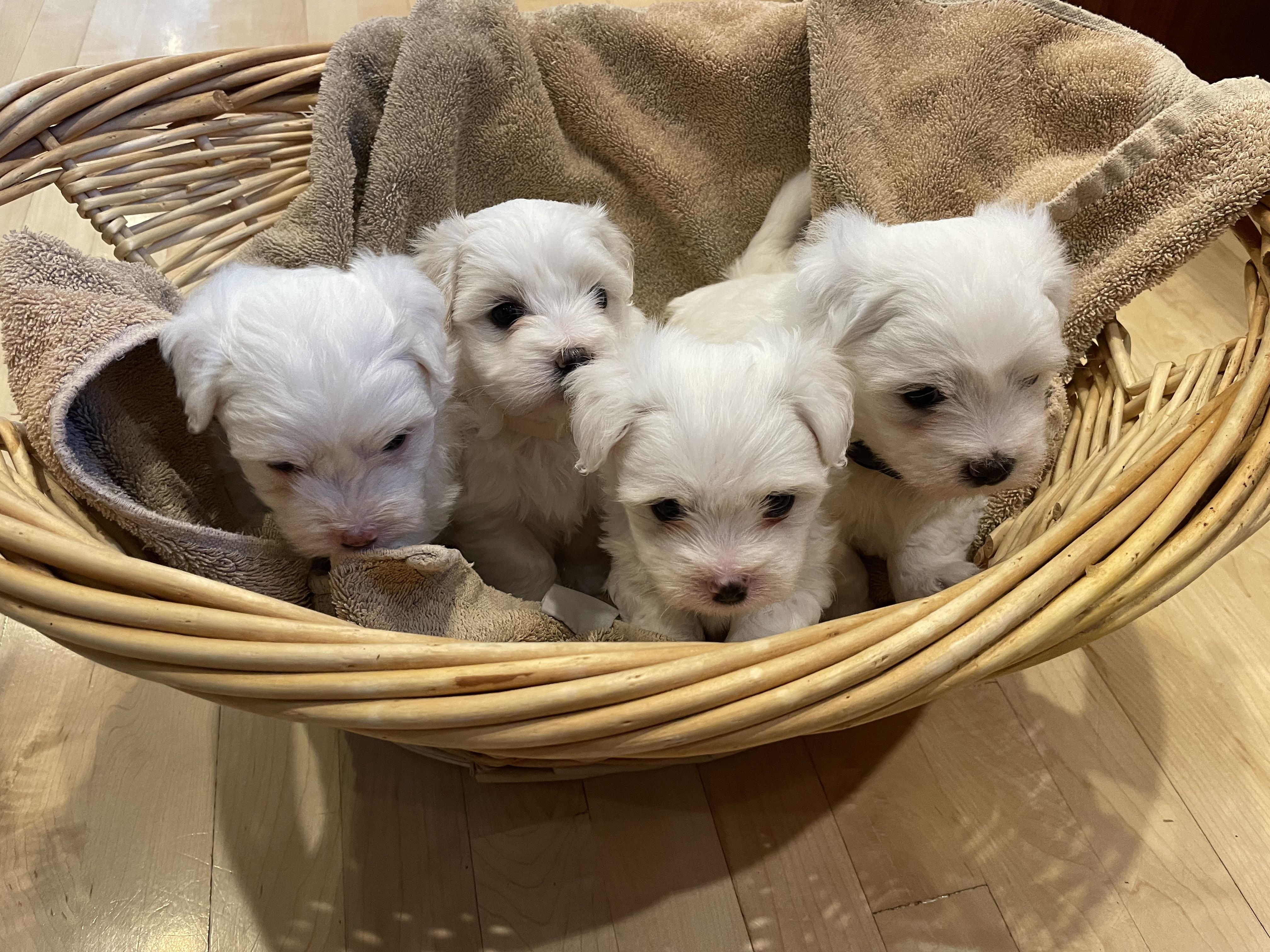 Centennial Farms Cotons in Michigan Coton de Tulear puppies Good Dog