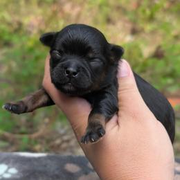 Slater - Black male Shihpoo puppy in Coshocton, Ohio from Forever Family Puppies