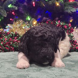 Black Tux Female - Parti female Poodle puppy in Patterson, California from Paterson Poodles