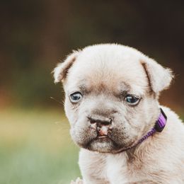 Boxer and Cane Corso Puppies from Soaring Royalty Canines LLC