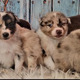 Australian Shepherd Puppies from Winsome Aussies