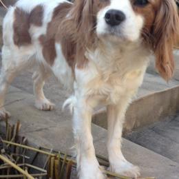 Lily - Cavalier King Charles Spaniel