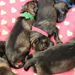 Thanos AKA Tank - Sable male German Shepherd puppy in Kingman, Kansas from Tiny Titans K9