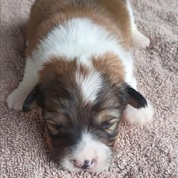 Miss Winnie - Sable female Pembroke Welsh Corgi puppy in Checotah, Oklahoma from Skoal Creek Corgi's