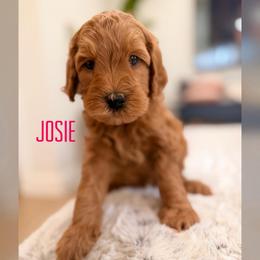 Josie - Apricot female Goldendoodle puppy in Glendale, Arizona from Follow Your Bliss Doodles