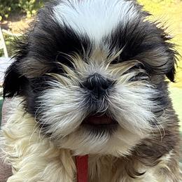 Jersey girl - Gold and white female Shih Tzu puppy in West Palm Beach, Florida from Must Be Love