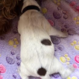 Venom - Brown and gray male Wirehaired Pointing Griffon puppy in Grangeville, Idaho from Happy Hollow Griffons