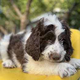Hank - Brown and white male Bernedoodle puppy in Lookout, California from Remington Kennels, LLC