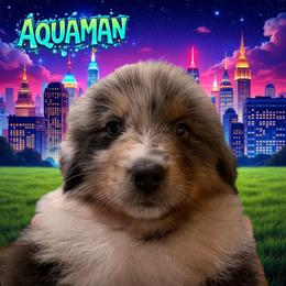 AQUAMAN-Blue Merle Male - Blue merle male Australian Shepherd puppy in Gainesville, Texas from Lady Luck Aussies