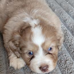 Tumbleweed - Red merle female Miniature American Shepherd puppy in Goldendale, Washington from Amulet Charm