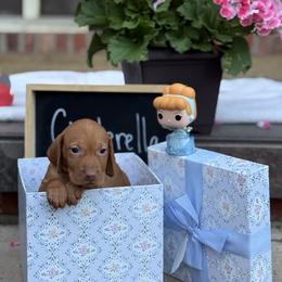 Cinderella - Golden rust female Vizsla puppy in Bloomington, Indiana from Envizion