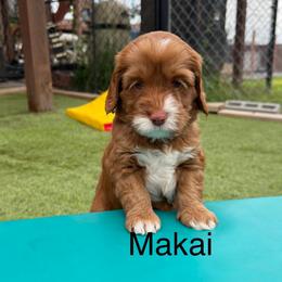 Makai - Caramel red male Australian Labradoodle puppy in Alamo, Texas from QuiSal Labradoodles
